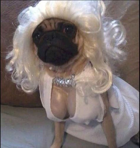 Halloween, Pugs, Costumes, Funny Dogs, Pug, Humour, Funny Animal Pictures, Funny Dog Pictures, Dog Halloween Costumes
