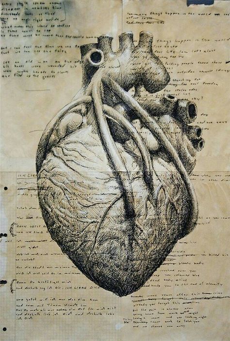 The human heart by Leonardo Da Vinci Angelo Guerriero, Heart Anatomy, Human Anatomy Art, Anatomy Sketches, Heart Drawing, Medical Art, Arte Inspo, Gcse Art, Anatomy Drawing
