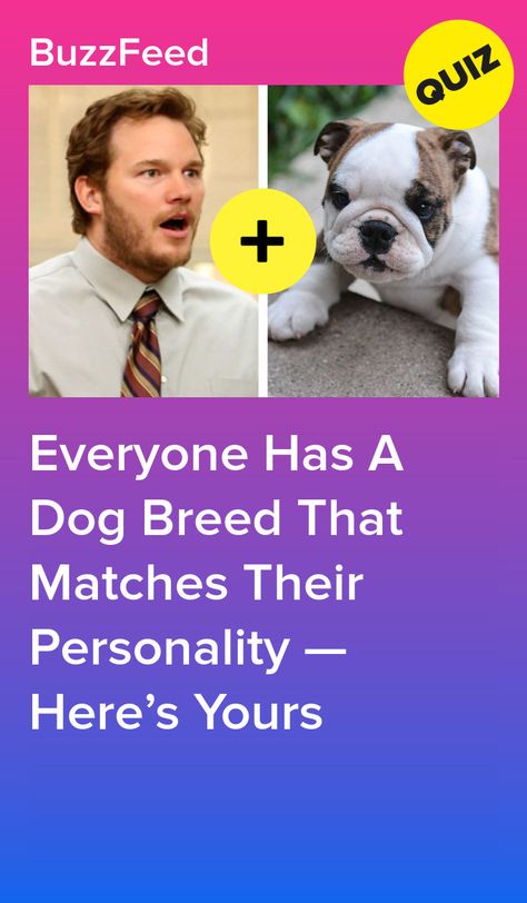 Everyone Has A Dog Breed That Matches Their Personality — Here’s Yours Casual, Ideas, Corgis, Vans, Milan, Dog Personality Quiz, Dog Quizzes, Dog Breed Quiz, Dog Quiz