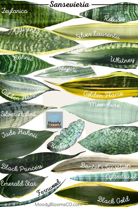The Sansevieria Snake Plant Variety Identification & Care Guide will help you identify some of your favorite varieties. If you’re looking for an easy-care houseplant, look no further than the popular Sansevieria. Commonly known as Snake plant, Bowstrings Hemp, or Mother-in-law’s tongue. It’s called the mother-in-law’s tongue because of its sharp and pointy leaves, and because it lives a really long time. Succulent Gardening, Flora, Gardening, Planting Flowers, Sansevieria Plant, Snake Plant Varieties, Snake Plant Care, Snake Plant Propagation, Snake Plant