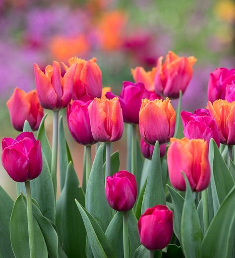 Flora, Flowers, Tulips, Floral, Tulip Bulbs, Tulips Flowers, Tulip Colors, Orange Tulips, Tulips Garden