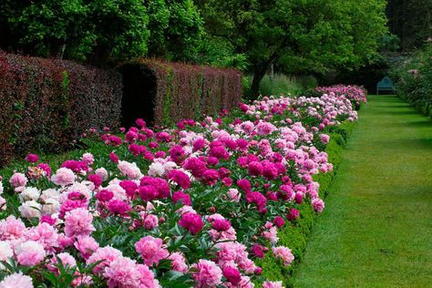 Spring Garden, Beautiful Gardens, Beautiful Gardens Landscape, Italian Garden, Garden Inspiration, Garden Living, Beautiful Yards, Peonies Garden, Garden Beds