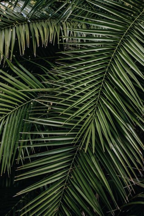 Palmas, Inspiration, Floral, Palm Trees, Nature, Tropical Background, Palm Background, Palm Tree Background, Tropical Leaves