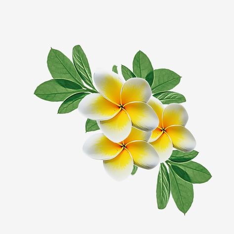 Ornament, Flowers, Hibiscus, Watercolour Flowers, Flower Png Images, Flower Backgrounds, Yellow Flowers, Flower Background Images, Watercolor Flower Background
