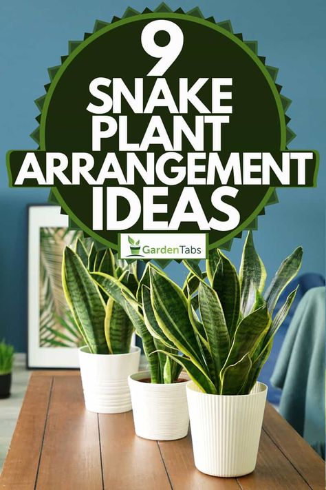 9 Snake Plant Arrangement Ideas - Garden Tabs Tattoos, Gardening, Decoration, Indoor Plants, Plant Decor Indoor, Snake Plant Indoor, Growing Plants, Plant Holders, Snake Plant Care
