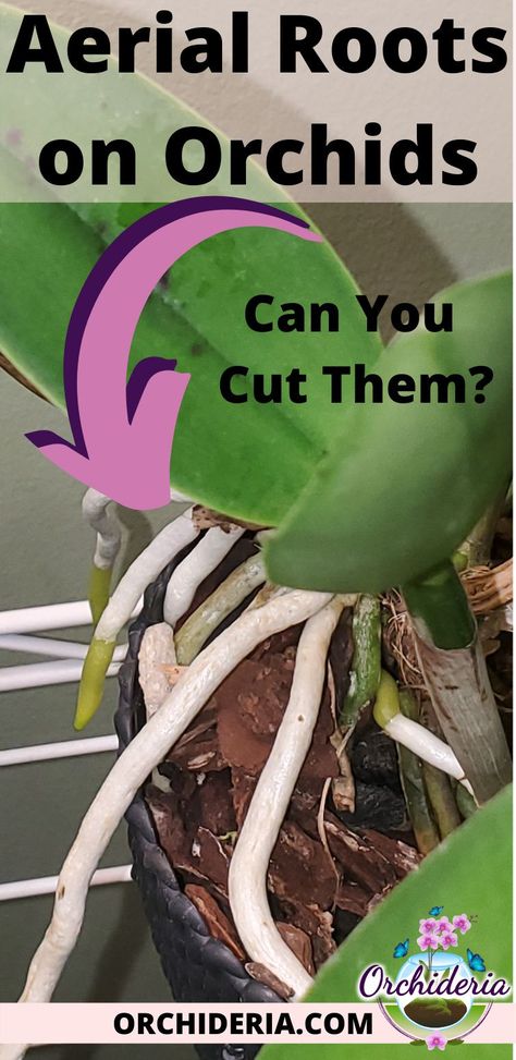 Nature, Growing Orchids, Orchid Diseases, Orchid Care, Repotting Orchids, Pruning Orchids, Orchids In Water, Types Of Orchids, Phalaenopsis Orchid Care