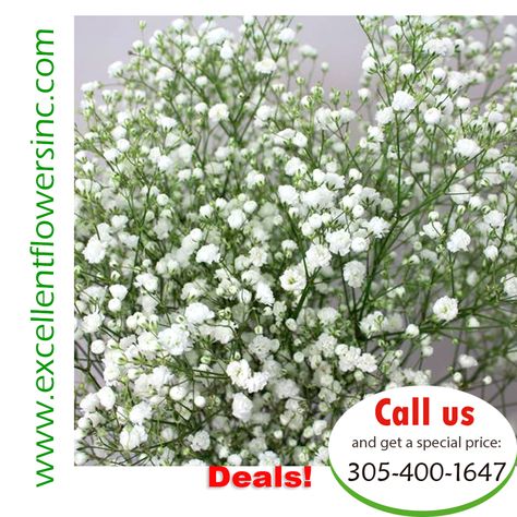 ⚘ Deal of the day: Gypso White Excellence. 🌹 Call us and get a great deal in Excellent Flowers inc. 💖 www.excellentflowersinc.com 🌹 We ship all 50 states 📲 305-400-1647 💖 www.excellentflowersinc.com . Floral, Flowers, Plants, Wholesale Flowers, Florist Supplies, Cheap Floral, Florist, Call, Floral Supplies