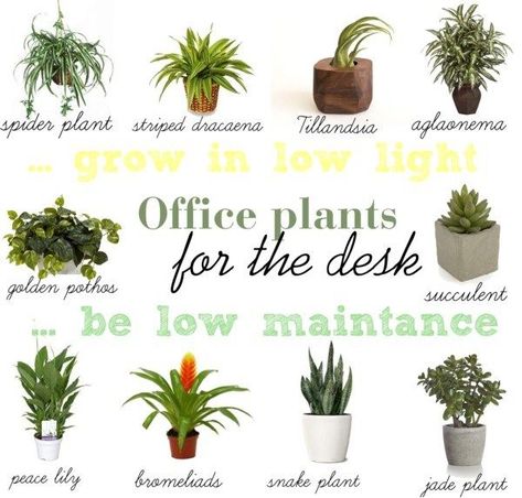 10 Low Light & Low Maintenance Plants For Office Desk Inspiration, House Plants, Gardening, Office Plants Low Light, Office Plants, Best Desk Plants, Office Plants Desk, Indoor Office Plants, Desk Plants