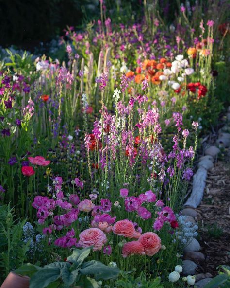 Ideas, Gardens, Floral, Meadow Garden, Nature, Spring Garden, Spring Garden Flowers, Flower Garden Design, Beautiful Gardens