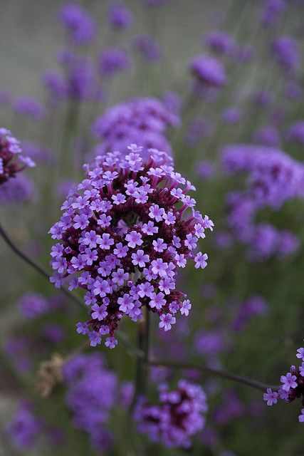 Purple flower by Derek Chaplin.   Such a pretty color and the tiny blooms are so pretty and delicate. Planting Flowers, Nature, Plants, Garden, Flower Garden, Verbena, Bloom, Purple Garden, Flowers Nature