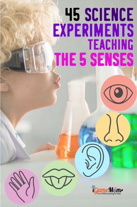 Learn the 5 senses with science experiments, 5-10 experiments for each sense: taste, smell, touch, see, hearing. Easy STEM activities for kids from from preschool to elementary to middle school Pre K, High School, Senses Activities, Science Experiments For Preschoolers, 5 Senses Activities, Smell Sense Activities Preschool, Science Experiments Kids, Science Experiments Kids Preschool, Senses Preschool