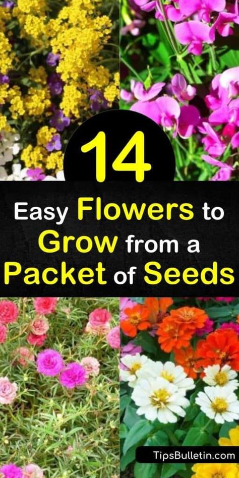 Planting Flowers, Ideas, Diy, Planting Seeds, Gardening, Art, Planting Flowers From Seeds, Grow Flower Seeds, Flower Seeds Packets