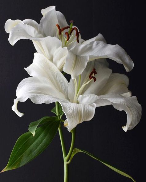 Nature, Decoration, Inspiration, Flora, Lily Vases, Calla Lily, Lily Flower, White Lily Flower, Lilly Flower