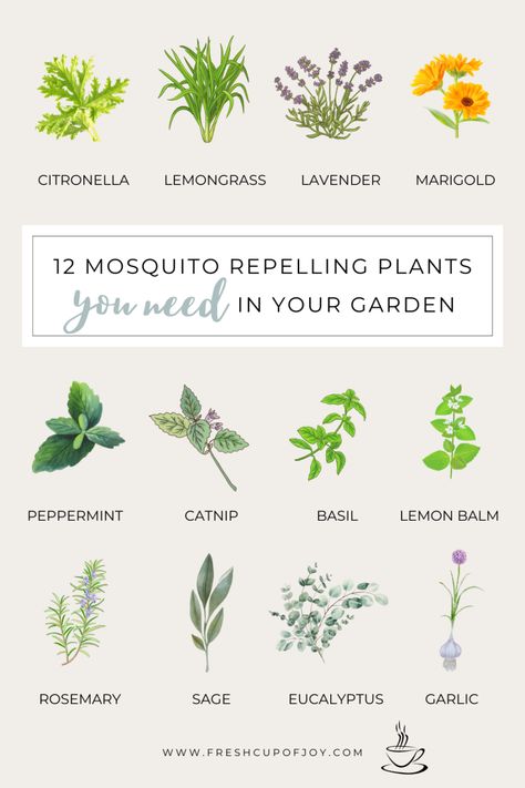 Garden Care, Summer, Plants That Repel Mosquitoes, Citronella Plant Care, Plants That Repel Bugs, Plants That Repel Flies, Citronella Plant, Plants For Mosquitos, Anti Mosquito Plants