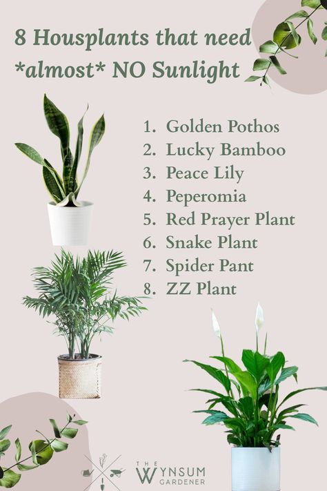 Gardening, Outdoor, Plants That Love Shade, Plants To Grow Indoors, Plants In The House, Plants For Low Light, Growing Plants Indoors, Plant Care Houseplant, Plants For Home