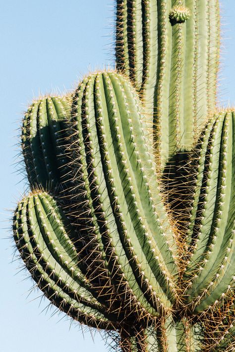 CACTUSCOUNTRY_post5_p Plants, Cactus, Desert Plants, Wonderland, Green Cactus, Desert Cactus, Little Gardens, Cactus Plants, Garden