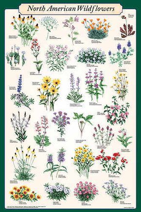 This poster features beautiful illustrations of some of the most popular and colorful wildflower varieties. Each flower’s common and scientific name is listed. Flowers, Flores, Flower Aesthetic, Beautiful Flowers, Bloom, Botanical, White Flowers, Garten, Types Of Flowers