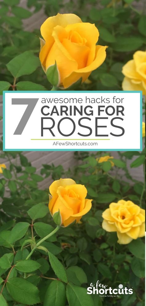 Gardening, Planting Flowers, Garden Care, Growing Roses, Planting Roses, Flower Gardening, Succulent Gardening, Rose Garden, Flower Garden