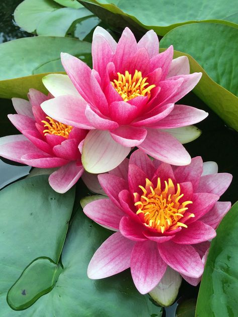 Water lilies Floral, Lotus Flower Pictures, Sunflower Wallpaper, Flowers Nature, Lotus Flowers, Amazing Flowers, Water Lilly, Beautiful Flowers, Lotus Flower