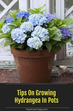 Growing Hydrangea in pots allows you to move them in the garden for greater enjoyment. Look for compact varieties or dwarf Hydrangea types to grow in containers. we share Planting Flowers, Propagating Hydrangeas, Planting Hydrangeas, Potted Hydrangea Care, Growing Hydrangeas, Growing Hydrangea, Container Gardening Flowers, Hydrangea Plant Care, Growing Flowers
