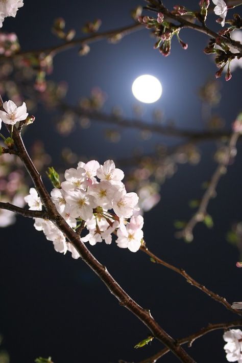 Nature, Sky Aesthetic, Fotos, Moon Pictures, Flower Aesthetic, Moon Photography, Beautiful Nature Wallpaper, Flores, Beautiful