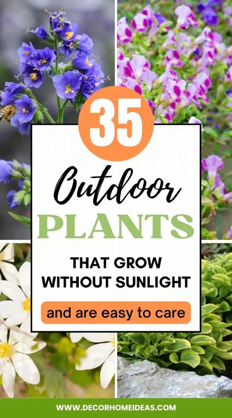 Planting Flowers, Shaded Garden, Nature, Ideas, Outdoor, Gardening, Plants That Love Shade, Plants That Like Shade, Shade Garden Plants