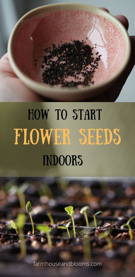 two pictures, one of tiny flower seeds in a pink bowl, and the other of tiny seedlings growing in cell trays Planting Seeds, Outdoor, Planting Flower Seeds, Planting Flowers From Seeds, Grow Flower Seeds, Growing Seeds, Starting Flowers From Seeds, Growing Plants From Seeds, Growing Flowers Indoors