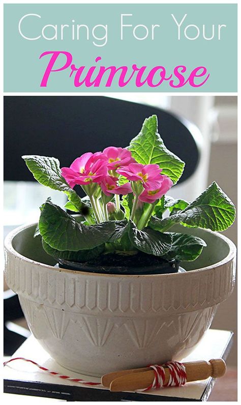 Primrose | plant care | how to grow | caring for #gardening #indoorplants Garden Care, Planting Flowers, Primrose Plant, Growing Plants, Growing Flowers, Plant Care, House Plant Care, Primrose, Flower Care