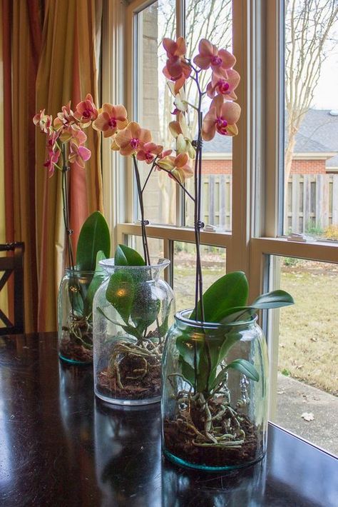 Gardening, Plants, Hoa, Beautiful Orchids, Plant Care, Orchids, Plant In Glass, Orchid Care, Indoor Orchids