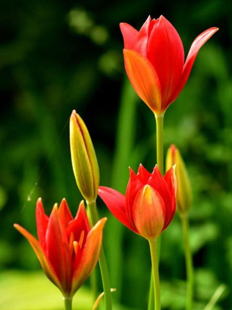 Tulipa sprengeri is a bulbous perennial with glossy, bright green leaves and solitary, goblet-shaped, bright red flowers Motivation, Good Morning Flowers, Morning Flowers, Mornings, Beautiful Flowers Images, Beautiful Flowers Pictures, Bloemen, Very Beautiful Flowers, Beautiful Flowers