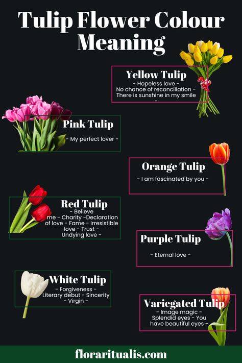 Nature, Ideas, Tulips Meaning, Tulip Colors, Flower Types, White Tulips, Types Of Roses, Purple Tulips, Types Of Tulips