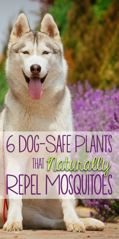 Gardening, Bugs And Insects, Outdoor, Homestead Survival, Dog Safe Plants, Dog Friendly Plants, Plants Safe For Dogs, Dog Safe, Dog Care