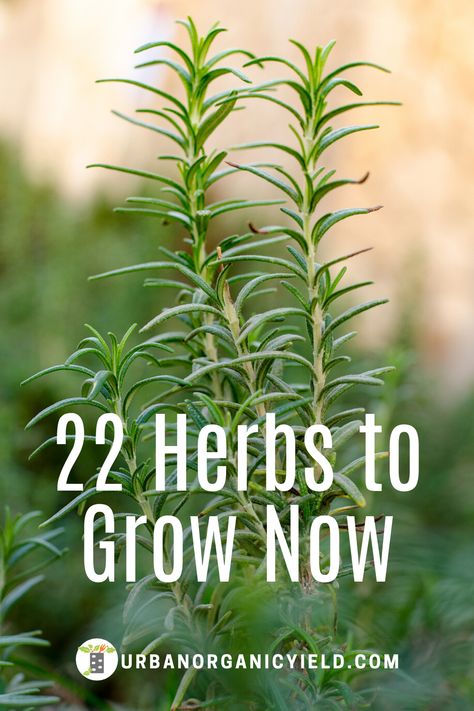 Diy, Garden Care, Fruit, Growing Vegetables, Best Herbs To Grow, Herbs Indoors, Growing Herbs At Home, Growing Herbs, Herb Gardening