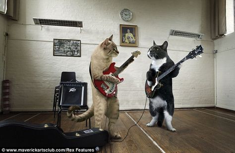 Rocking out: Two cats strum out a tune on electrical guitars in a make-shift studio with an amplifier Humour, Pucca, Gatos, Cute Cats, Cool Cats, Cats, Cat Pics, Feline, Lol