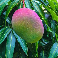 Tropical Fruit Trees for Sale | FastGrowingTrees.com Kiwi Growing, Key Lime Tree, Lychee Tree, Smoothie Kits, Mandarin Tree, Meyer Lemon Tree, Moringa Tree, Guava Fruit, Vitamin C Benefits