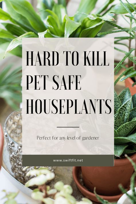 Gardening, Outdoor, Houseplants Safe For Cats, Cat Safe House Plants, Dog Safe Plants, Plant Care Houseplant, Plants Pet Friendly, Indoor Plants Pet Friendly, House Plant Care