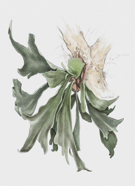 Staghorn fern, #platycerium #fern Art, Posters, Flora, Collage, Tattoos, Platycerium Bifurcatum, Platycerium, Body Sketches, Fern Plant