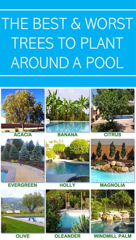 Trees To Plant, Plants Around Pool, Tropical Landscaping, Palm Trees Landscaping, Backyard Trees, Pool Plants, Tropical Pool, Garden Pool, Backyard Trees Landscaping