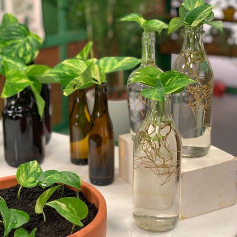 10 Houseplants You Can Easily Grow In Water Upcycling, Cactus, Bunga, Dekorasyon, Jord, Amazing, Tips, Vand, Jardim