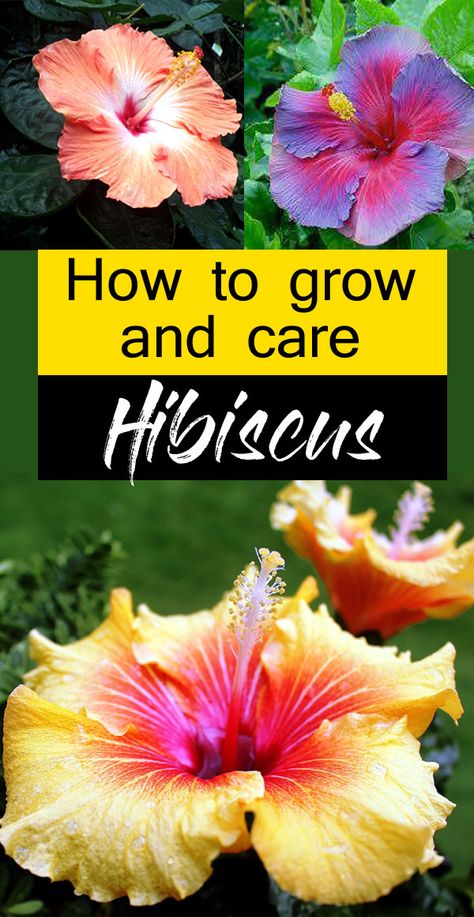 Garden Care, Planting Flowers, Hibiscus, Gardening, Hibiscus Shrub, Hibiscus Tree Care, Growing Hibiscus, Hibiscus Bush, Hibiscus Garden