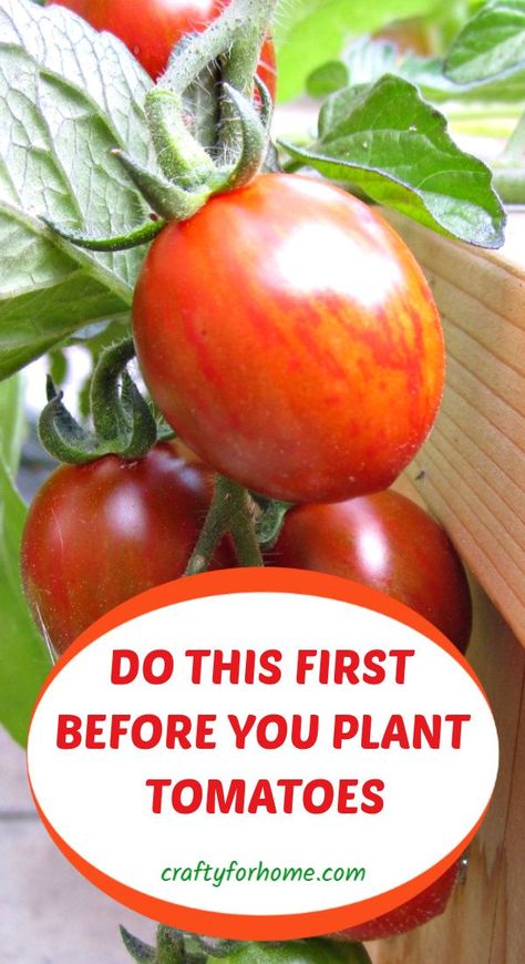 Growing Vegetables, Gardening, Outdoor, Tomato Plants, Growing Vegetables In Pots, Growing Tomatoes, Growing Tomato Plants, Vegetable Garden Tips, When To Plant Vegetables