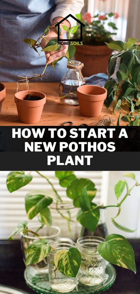 How to Start a New Pothos Plant House Plants, Plants, Lucky Plant, Inside Plants, Plant Care, Plant Hacks, Indoor Plants, Houseplants, House Plants Indoor