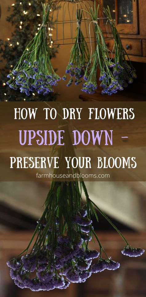 two pictures of statice drying upside down Decoration, Gardening, Dried And Pressed Flowers, Nature, Diy, How To Dry Flowers, How To Dry Bouquet Flowers, How To Preserve Flowers, Drying Flowers