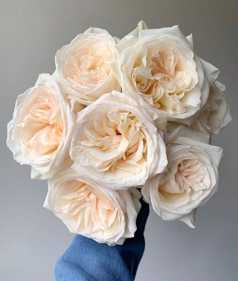 Floral, Inspiration, Ivory Roses, White Flowers, Cream Roses, Rose Varieties, Cream Flowers, White Roses, Rose