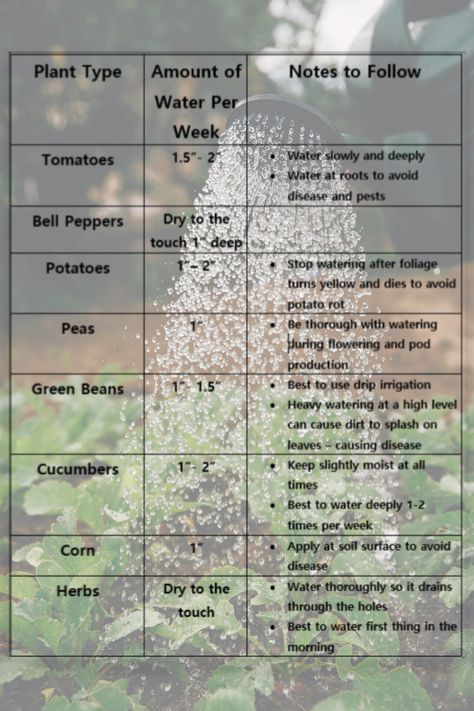 How Much to Water Your Vegetable Garden // Vegetable Garden Watering Ideas