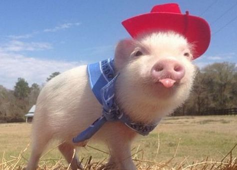 Funny Animal Pictures, Cute Piggies, Dieren, Pig, Pet Pigs, Baby Pigs, Mini Pig, Cute Piglets