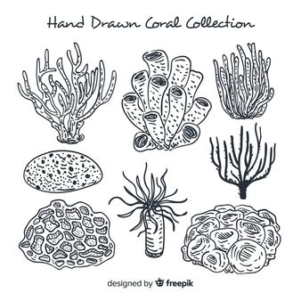 Coral Vectors, Photos and PSD files | Free Download Tattoo, Illustrators, Painting & Drawing, Coral, Hand Drawn, Coral Design, Coral Drawing, Coral Art, Coral Draw