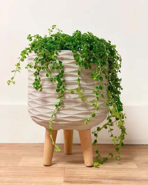 20 Beautiful Indoor Vines & Climbers You Can Grow Easily At Home | Decor Home Ideas Bonito, Ideas, Indore, House Plants, Indoor Vine Plants, Hanging Plants Indoor, Indoor Plants, Growing Plants Indoors, Pothos Plant