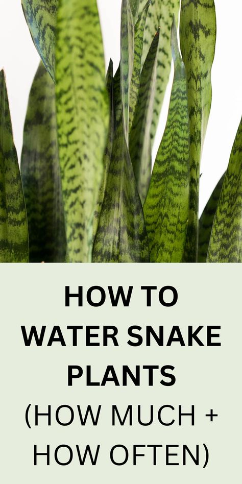 snake plant with green leaves Growing Plants Indoors, Indoor Watering, Plant Care Houseplant, Water Plants, Plant Care, Plant Needs, Water Garden, Indoor Plant Care, Shade Plants
