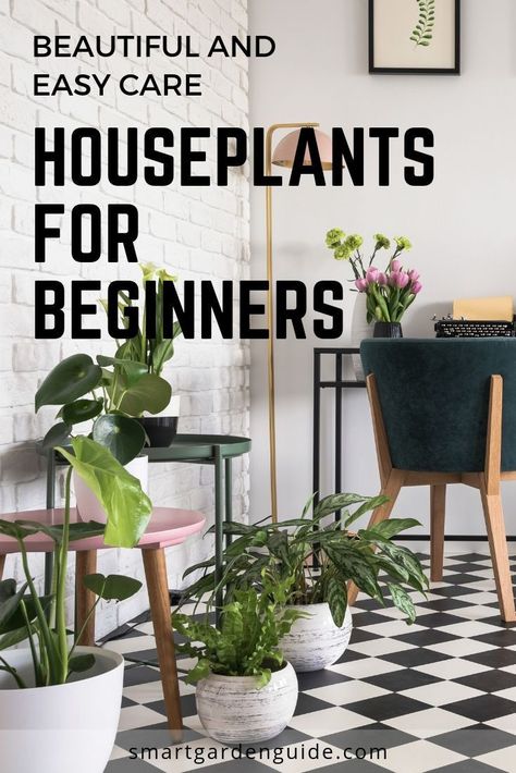 Beautiful houseplants for beginners. Easy care houseplants to make your indoor space look amazing. I've added a few slightly more challenging plants to the list for those that are feeling a bit more adventurous. Ideas, Gardening, Home Décor, House Plant Care, Plant Care Houseplant, House Plants Indoor, Easy Care Houseplants, Easy Care Plants, Best Indoor Plants